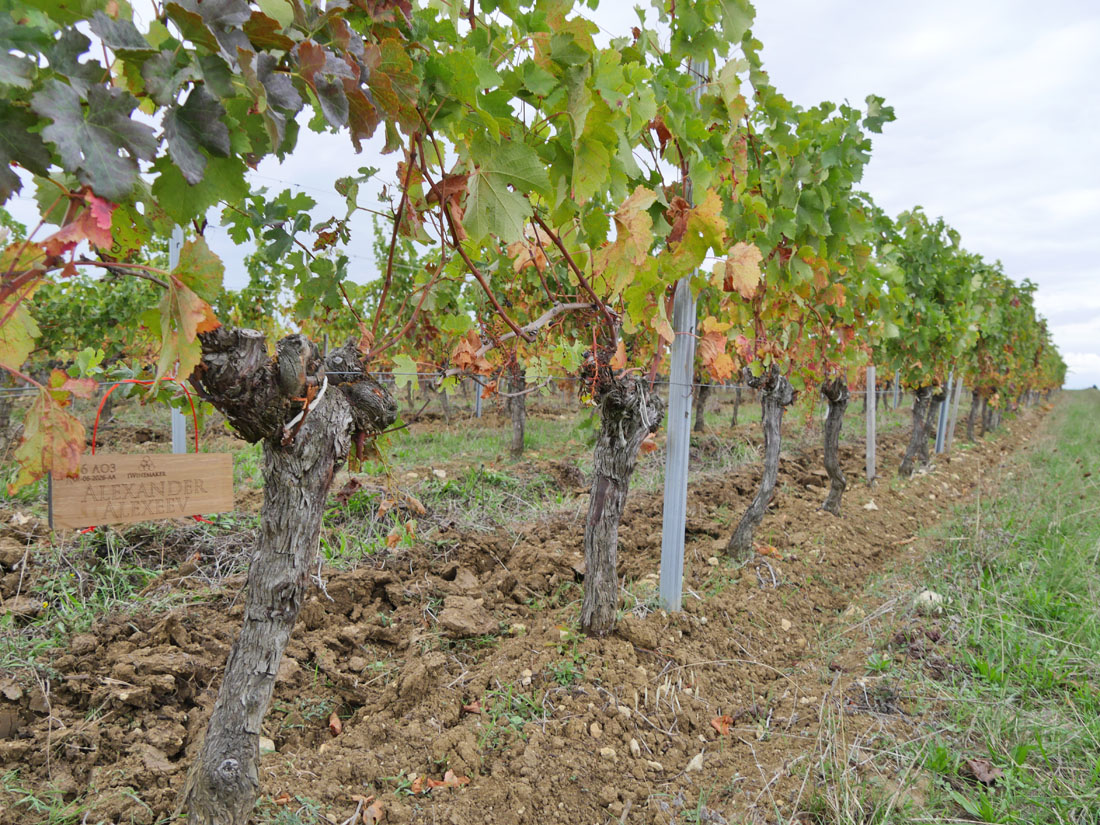 Виноградник на урожай